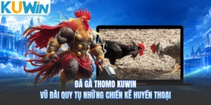 Đá Gà Thomo KUWIN - Vũ Đài Quy Tụ Những Chiến Kê Huyền Thoại